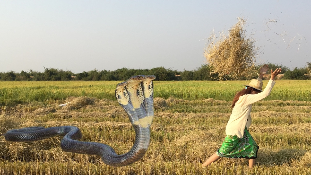Wow! Incredible Girl Catch Village Snake with Hand | How To Catch Village Snake at the Rice Farm