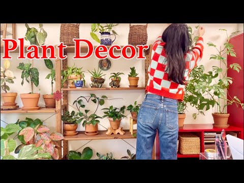 Video: Husplanter og interiørdesign: potteplanter som matcher stilen min