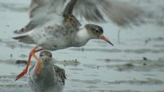 Im Fernglas Kampfläufer Vielfalt