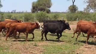 VID 20181019 WA0004