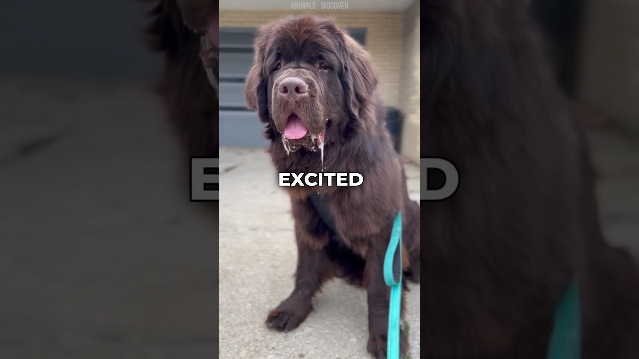 Tye 3 Dog Breeds that Drool The most