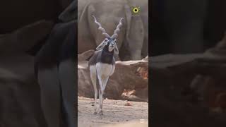 Blackbucks Animal In Cat Walking