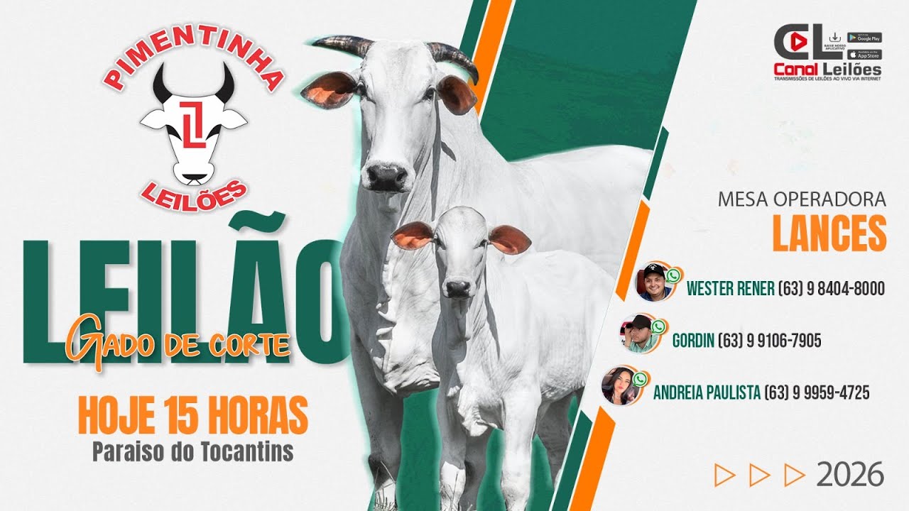 LEILÃO GADO DE CORTE  - PIMENTINHA LEILÕES  - Paraíso-TO | 05/03/2026