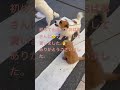ep117【懐く】#懐メロ #癒し #ジャックラッセルテリア #犬 #更生 #小学生 #トライアル #ペット #無職 #応援#教育#爆笑#ひょうきん#トイプードル#笑い#占い#メロディー#可愛い