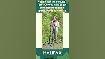 How to identify blue-green algae (part one)