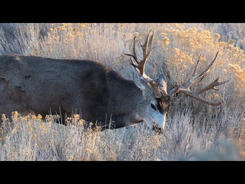 Huge Bucks, Bulls, and Rams!!