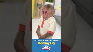 Download Lagu Lily beseft dat ze het mis had #aap #shorts #kort MP3