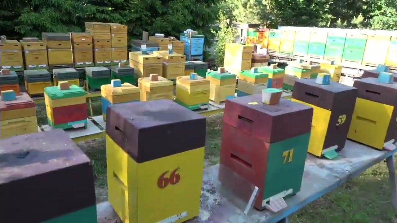 Спасаюсь от рапса. Заселяю Японский улей. - YouTube