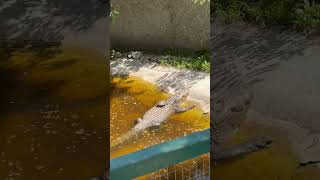 Turtle Casually Rests on Crocodile's Back at a Lake