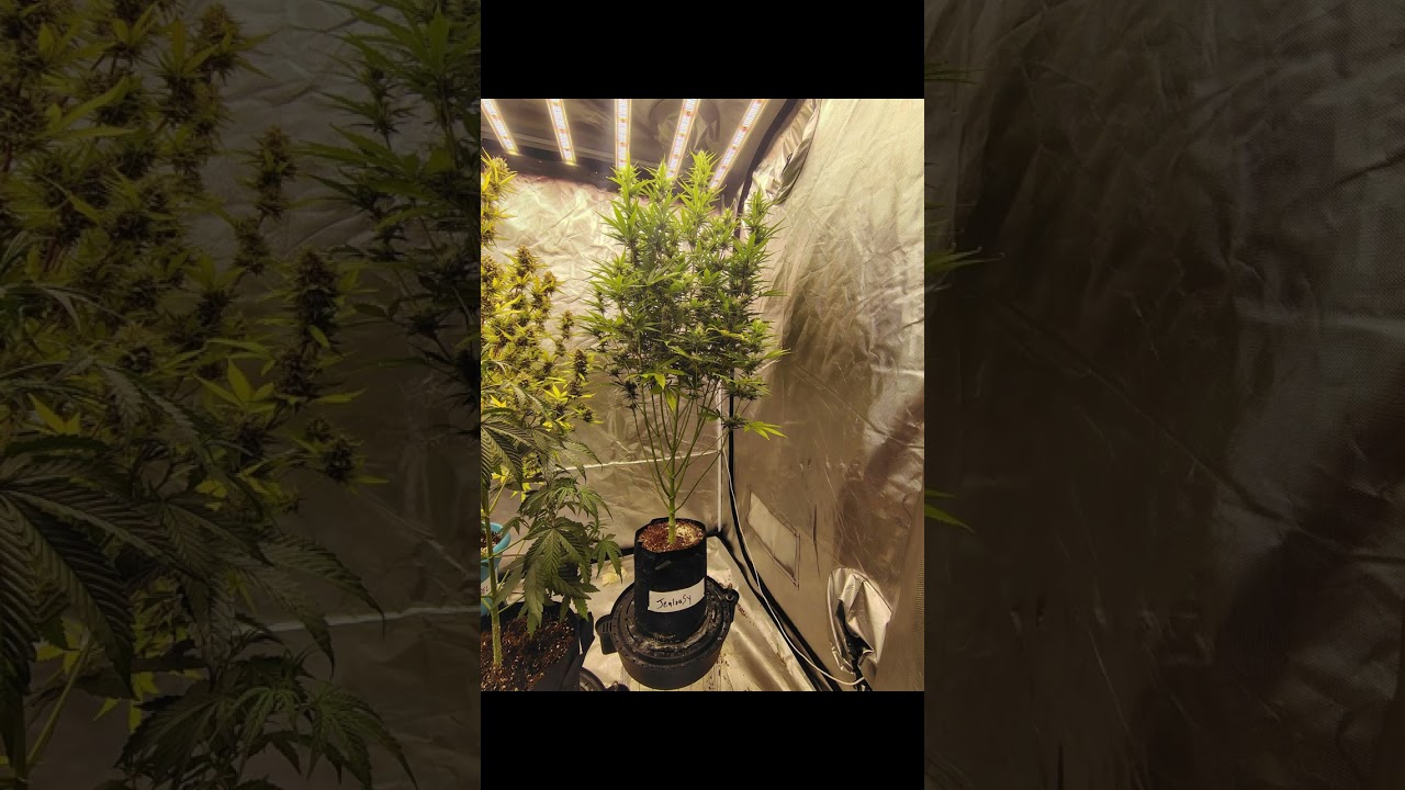 Jealousy Auto by Zamnesia Seeds