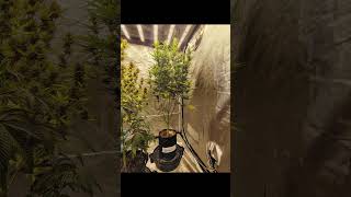 Jealousy Auto By Zamnesia Seeds