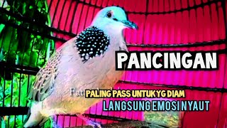 DERKUKU GACOR suara merdu TAJAM, pancingan agar BUNYI GACOR NGALAS 