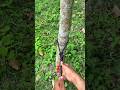 99% People Fail to Tie This Rope Knot Correctly! 😱 | Easy & Strong Knot Tutorial #knot #knotting