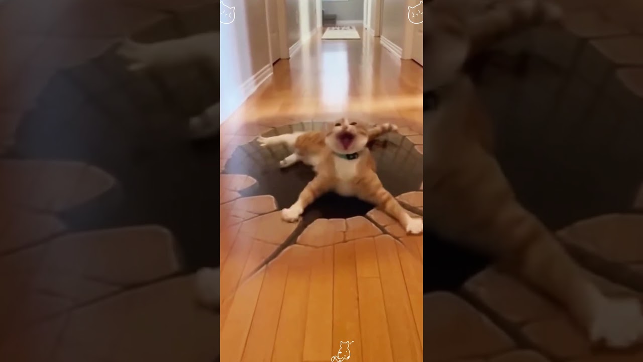 Cat vs illusion rug funny short video😂😂 