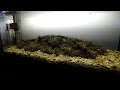 Лиман в аквариуме запуск креветок полимонов/Estuary in the aquarium launching shrimp polymon