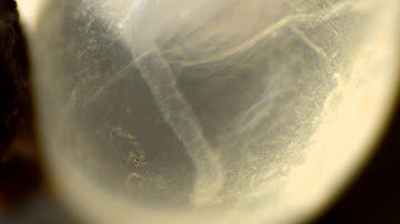 Panasonic Lumix DMC GH3 test - All Intra video Wildlife & Macro