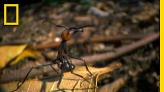 Army Ant Frenzy | Great Migrations: Need to Breed