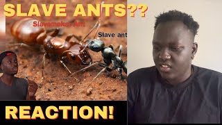 The Traumatizing Reality of Being An Ant REACTION