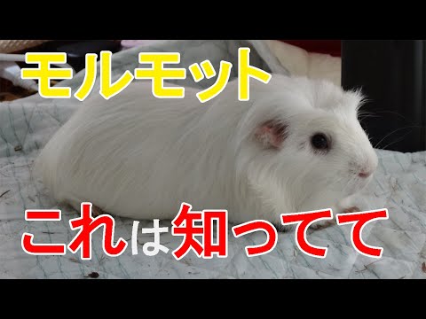 【モルモット】獣医師が教える飼い方