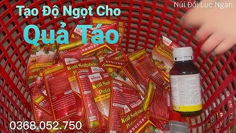 Cách Tạo Độ Ngọt Cho Táo Của Các Bác Thế Nào I Núi Đồi Lục Ngạn
