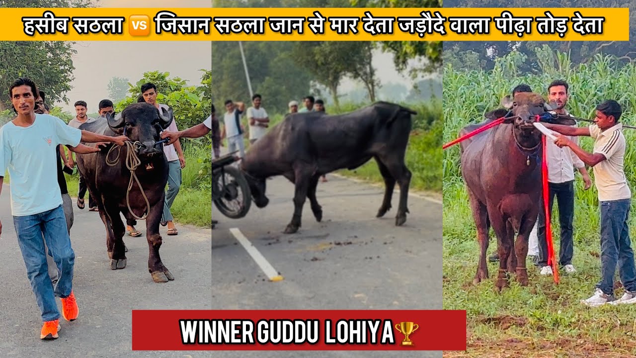 हसीब सठला 🆚 जिसान सठला जड़ौदे वाला झोटा टाईम का मैच 🏆विजेता GUDDU LOHIYA all टीम दूरी 700mtr