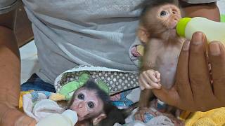 Download Lagu Drink night milk for these two beautiful baby monkeys MP3