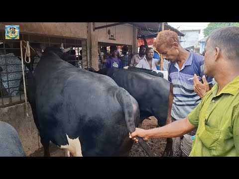 @ শনিবার ৩ অক্টো"২৬|| মাংসের ও পালার বড় বড় ক্রস জাতের ষাঁড় গরুর দাম কাহারোল হাটে||