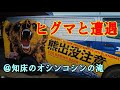 知床のオシンコシンの滝でヒグマと遭遇