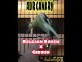 crosbreed BelgianBossu X Giboso Canary