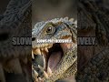 Predator's Quiet Balance: Komodo Dragon of the Islands