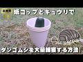 紙コップとキュウリを使ってダンゴムシを捕ってみよう！