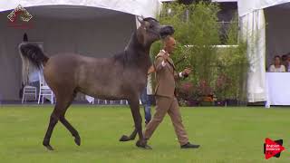 N.29 GHAALIYA - Chantilly 2019 AHO European Breeders&#39; Ch. - 3 Years Old Fillies (Class 3)