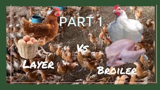 BROILERS CHICKEN VS LAYERS CHICKEN FARMING WHICH IS BEST FOR YOU LETS FIND OUT.