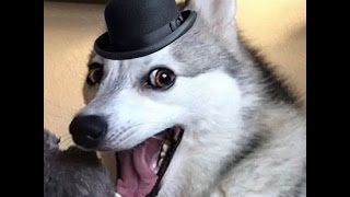 Si Cazamuergos El Mostrenco Editara Sus Videos