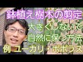 【鉢植えの木の剪定】大きくしないための手入れ方法(例:ユーカリ・ポポラス)🌳🙌