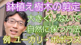 鉢植えの木の剪定 大きくしないための手入れ方法 例 ユーカリ ポポラス Youtube