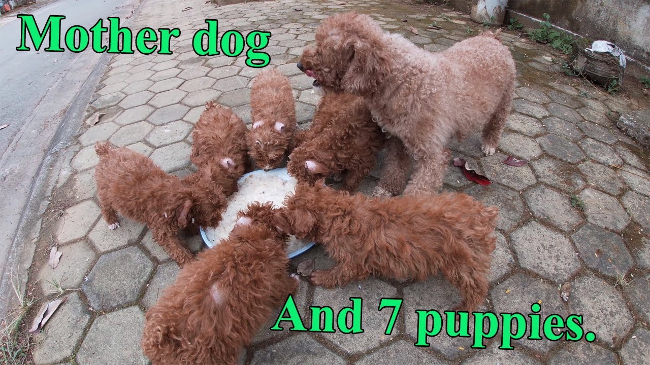 Dogs give birth to 7 puppies of identical color. - YouTube