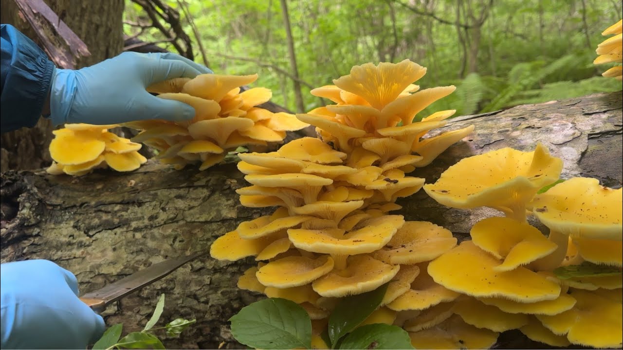 きのこ狩り　遂に念願のタモギタケに出会えました
