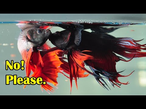 Video: Living Feng Shui: The Pretty Betta eller Siamese Fighting Fish som skrivebordsdyr