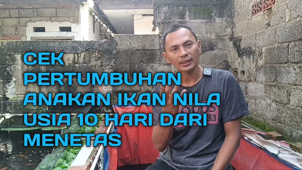 CEK PERTUMBUHAN ANAKAN IKAN NILA USIA 10 HARI DARI MENETAS #video #viral #fyp #kolamikan #ikan #nila