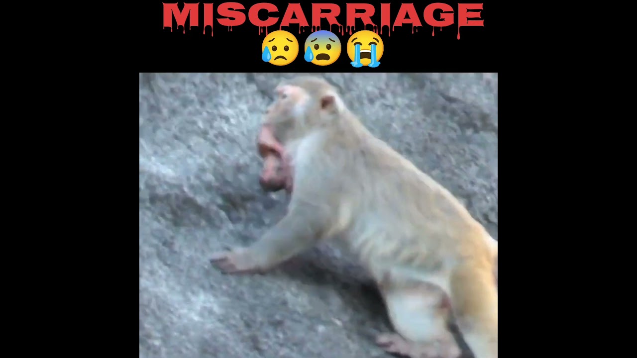 monkey miscarriage😔