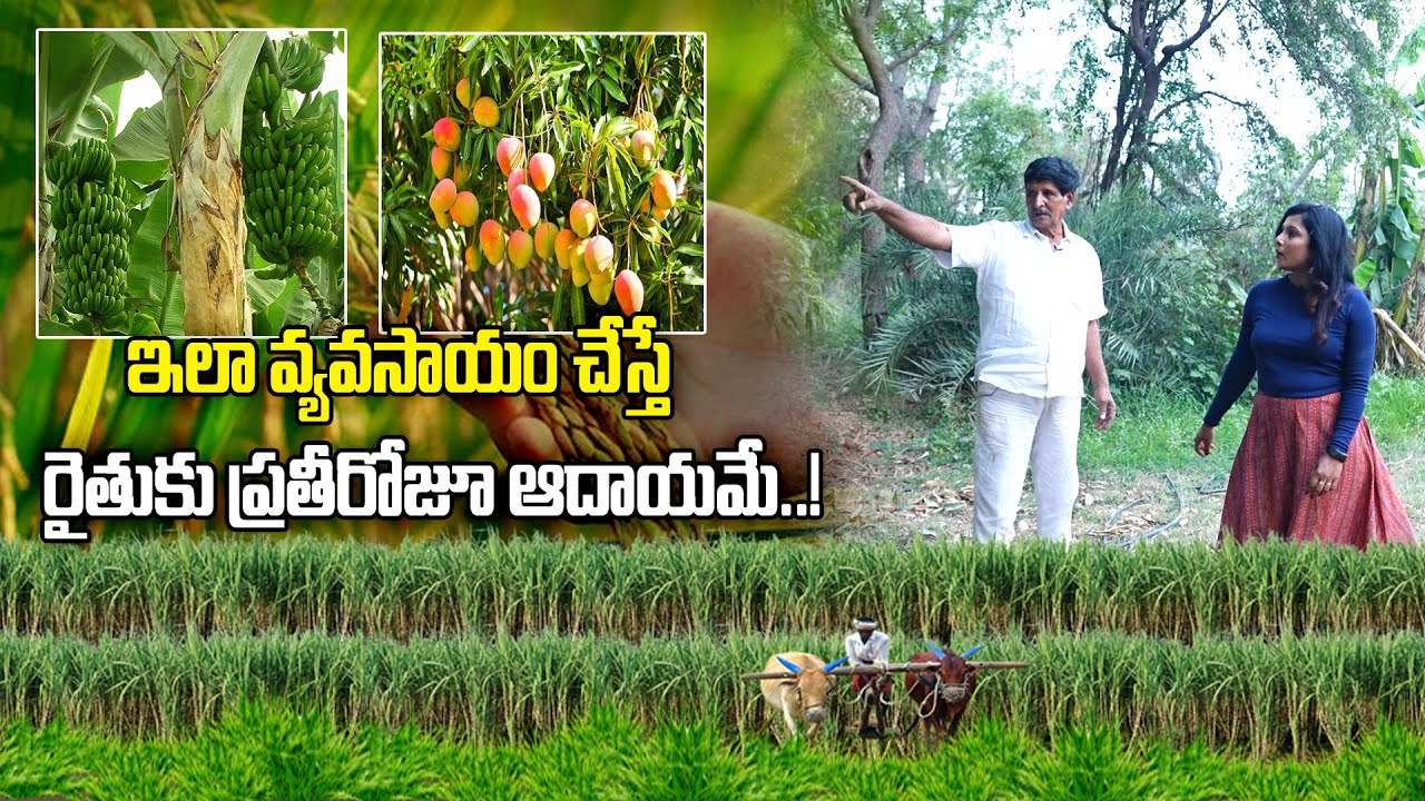 ఇలా చేస్తే రైతుకు డబ్బే డబ్బు / పంటకు బలం - రైతుకు వరం నాగరత్నం నాయుడు వ్యవసాయ విధానం| ABN AGRI