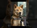 허스키는 완전히 멘탈이 나가버렸습니다