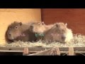 カピバラ　ココが好き！　大宮公園小動物園 の動画、YouTube動画。