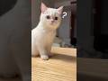 Bro was shocked by his own burp 🤯#usa #shorts #cat