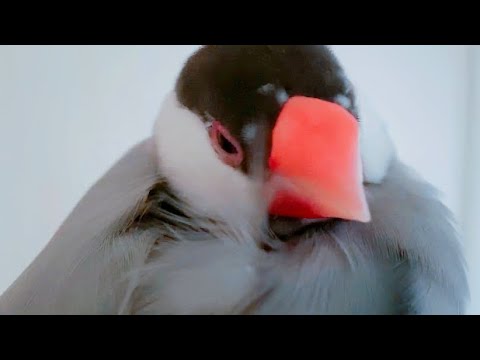 眠りの邪魔をされると、文句を言っているような鳴き声になる文鳥　あずき　java sparrow