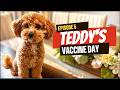 EP 5: Teddy’s Vaccine Day 🐶💉❤️
