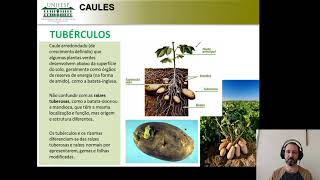 Drogas Vegetais Consuídas De Caules