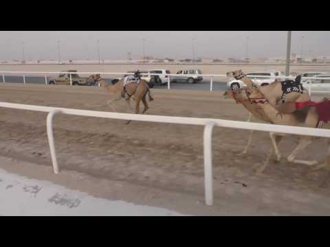 ش12 قعدان ـ شاهين ـ حمد بن فهد ال حمده النعيمي ـ 2 16 64 