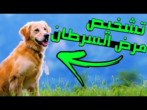 فيديو: حول Strongid رمر للكلاب